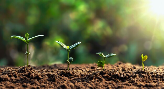 Croissance du soja dans une ferme avec des feuilles vertes. concept d'étape de croissance d'ensemencement de plantes agricoles