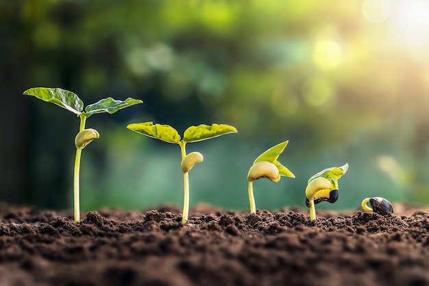 Photo croissance du soja en ferme avec fond de feuilles vertes. concept d'étape de croissance des semis de plantes