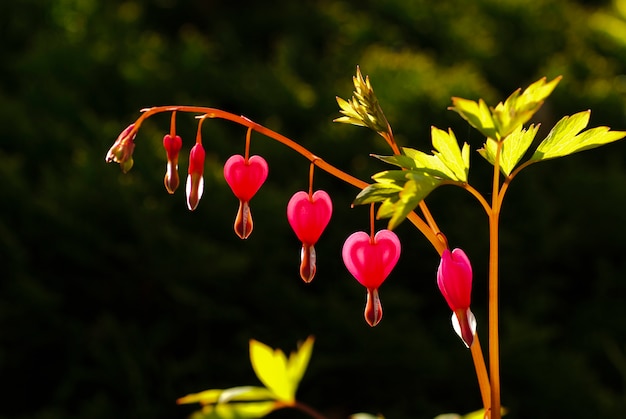 Croissance des fleurs en forme de coeur dans le jardin. Le coucher du soleil.