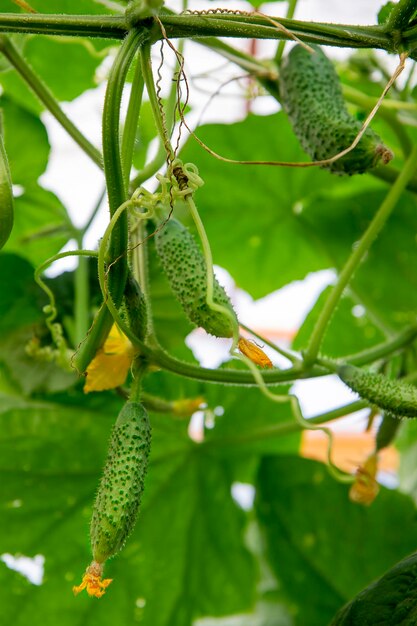 La croissance et la floraison des concombres de serre verts