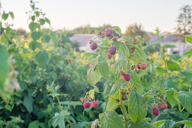 Croissance de framboise dans le jardin