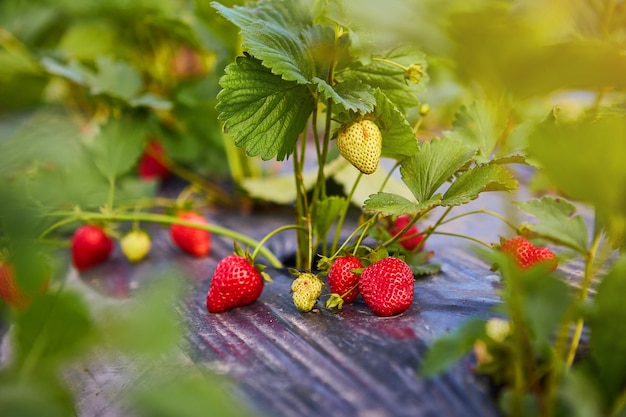 Croissance industrielle des fraises fraîches cultivées en champ