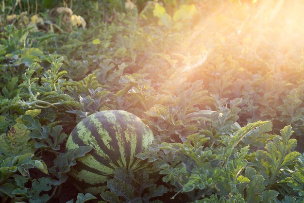 Croissance de pastèque dans le jardin