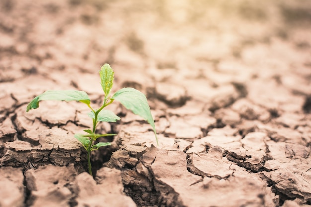 La croissance de la petite plante verte sur le sol fissuré et sec