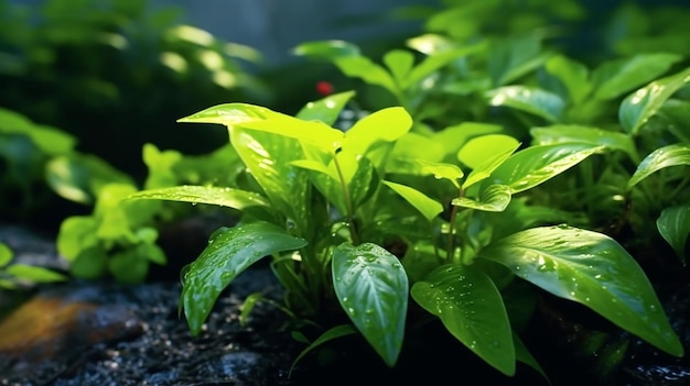 Croissance de la plante verte fraîche dans le fond des genoux de la nature