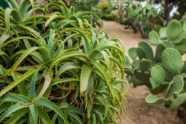 La croissance des plantes d'Aloe Vera dans le jardin se concentre sur la feuille