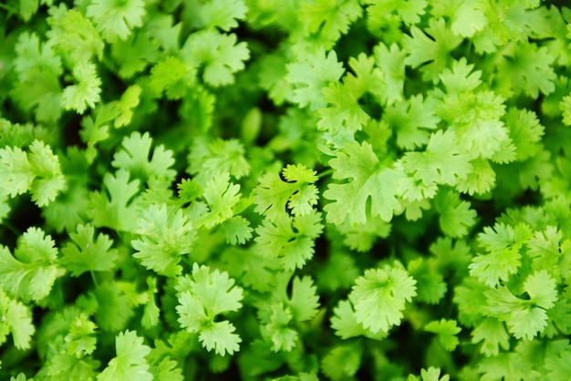 Croissance des plantes de coriandre