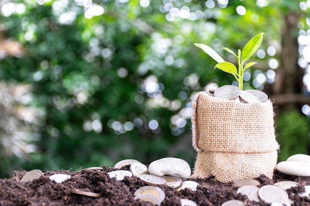 La croissance des plantes est comparable à la croissance financière une pile de pièces de monnaie placéesun sac marron rempli de pièces de monnaie dans un arbre en pleine croissance