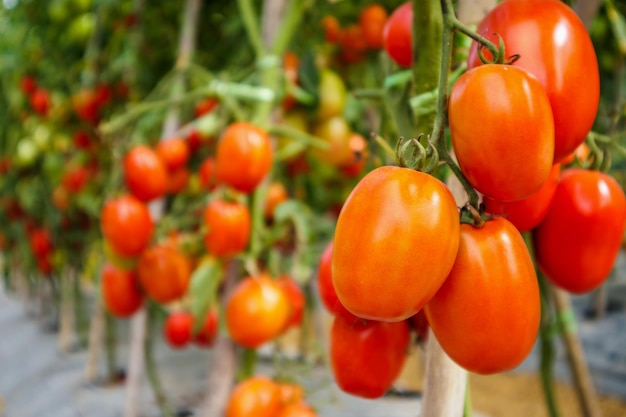 Croissance des plantes de tomates rouges mûres fraîches dans un jardin de serre biologique prêt à être récolté