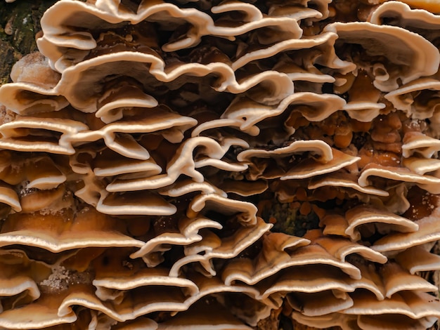 Les croissances de champignons éponge racine sur une souche d'arbre