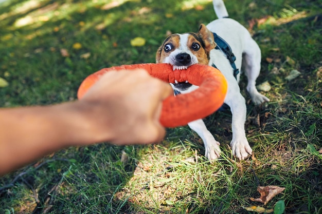 Crop main jouant avec un chien