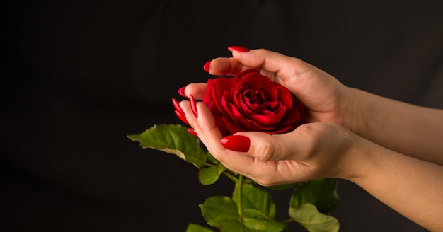 Crop personne avec rose rouge Crop personne anonyme démontrant une rose rouge avec des pétales rouges sur fond noir