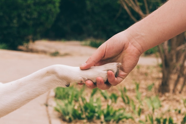 Crop personne tenant la patte du chien