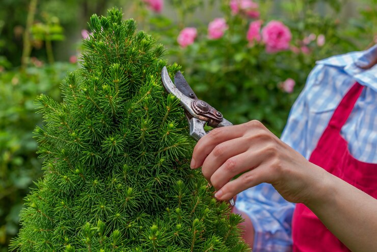 Crop view mains coupant le buisson par une journée ensoleillée. Jardinage de printemps et d'été