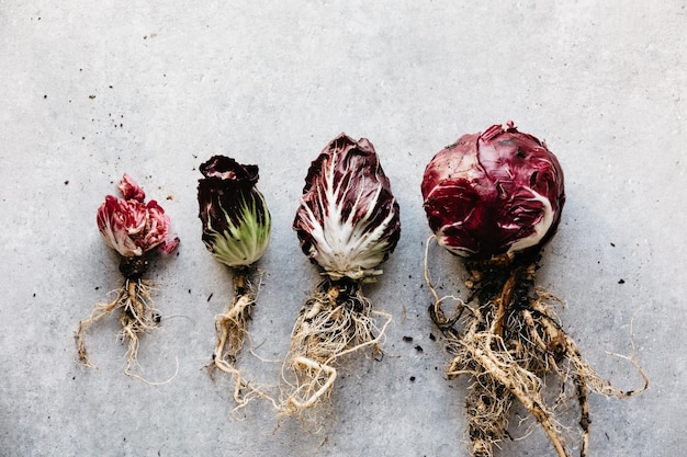 Crops radichio sur un fond gris