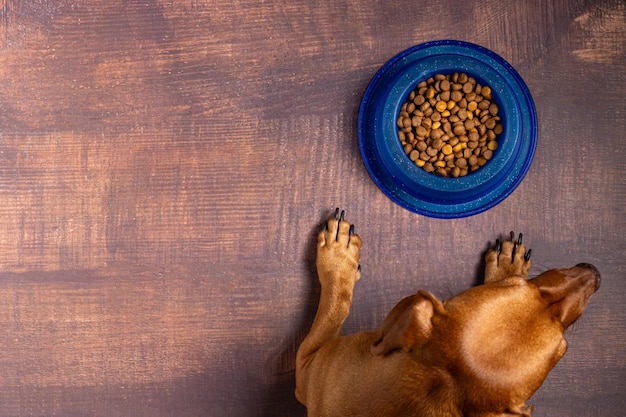 Croquettes pour animaux de compagnie, bol de nourriture sèche pour chiens