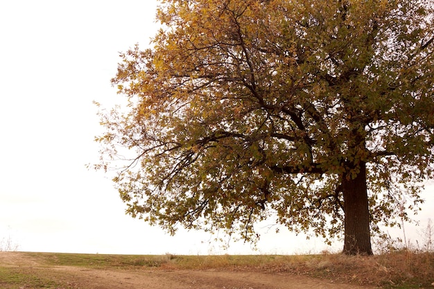 Photo croquis d'automne avec un grand chêne