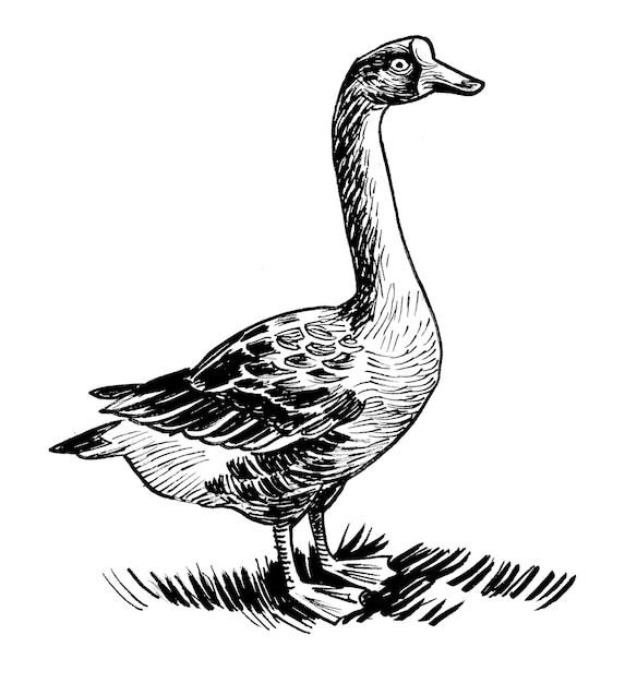 Un croquis d'un canard avec un oeil blanc.