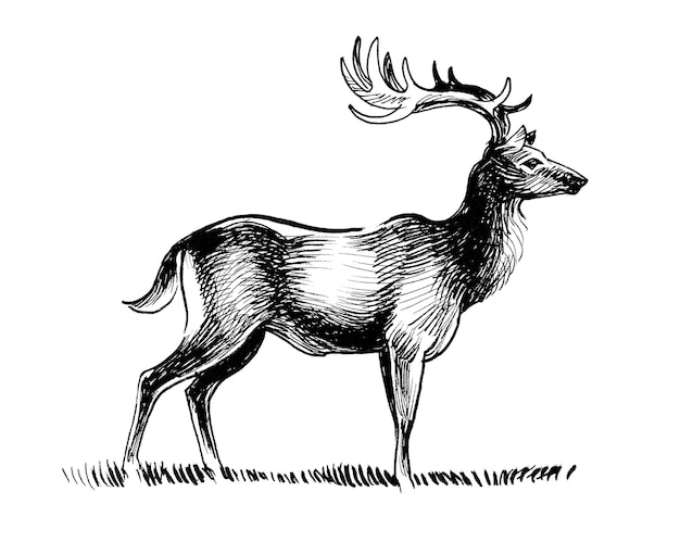 Un croquis d'un cerf avec des cornes et des cornes.