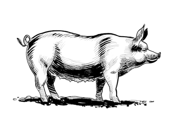 Croquis noir et blanc d'un cochon.