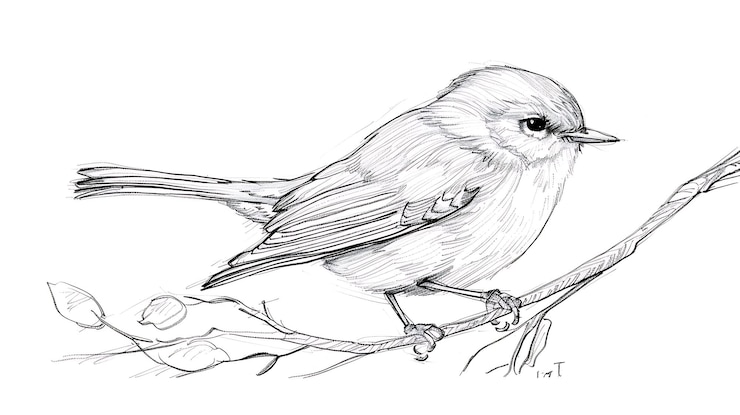 Photo un croquis d'un oiseau sur une branche