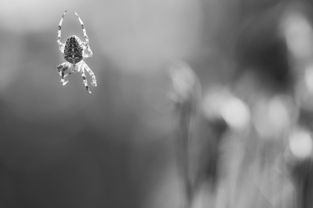 Cross spider tourné en noir et blanc rampant sur un fil d'araignée arrière-plan flou