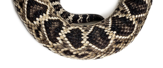 Crotalus atrox, crotale de l'ouest ou Texas diamond-back, serpent venimeux, en gros plan sur fond blanc