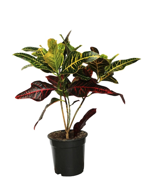 Croton de jardin Codiaeum variegatum ou croton panaché isolé sur fond blanc