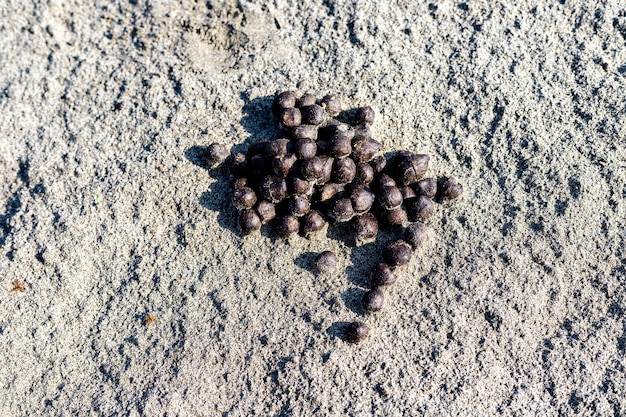 Crottes de chèvre sur le sable