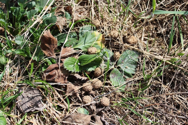 Crottes de lièvre gris posées sur le sol