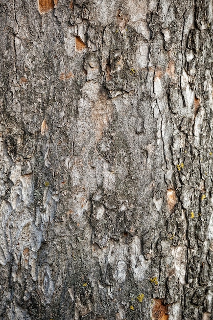 croûte arbre