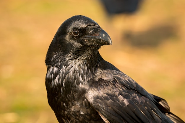 Crow dans la nature