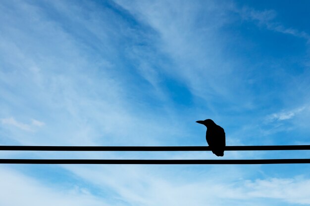 Crow sur un fil électrique sous fond de ciel bleu.