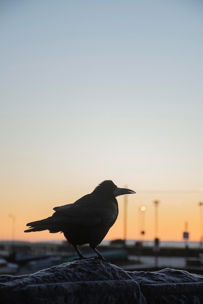 Crow en gros plan le froid matin d'hiver à Galway en Irlande