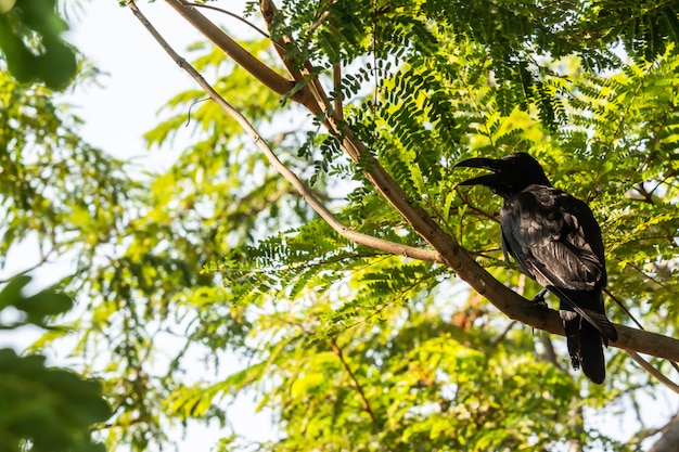 Crow the on tree