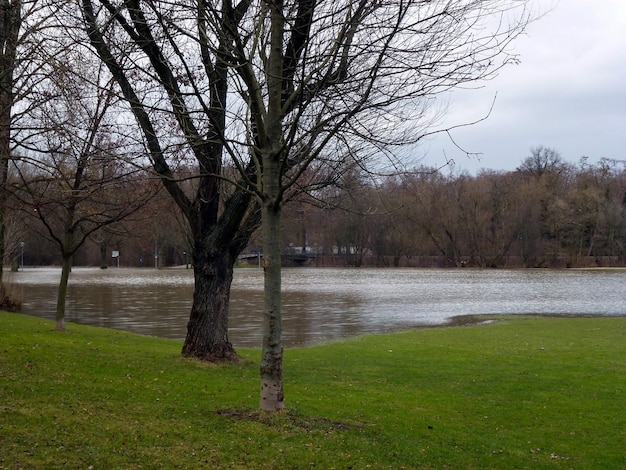 Crue printanière La rivière est sortie de son lit et s'est déversée entre les arbres du parc