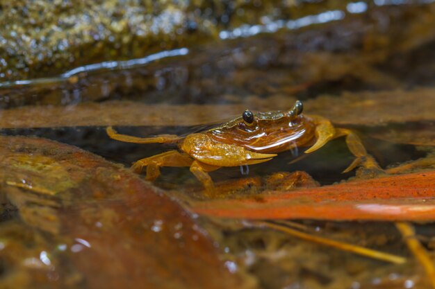 Crustacé de crabe dans la forêt tropicale