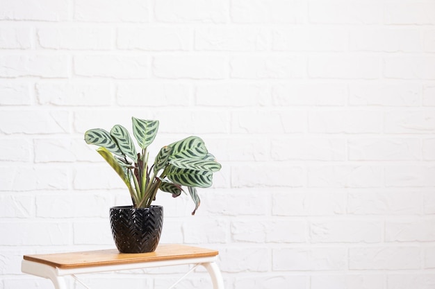 Ctenanthe BurleMarxii Amagris à l'intérieur sur un mur de brique blanc