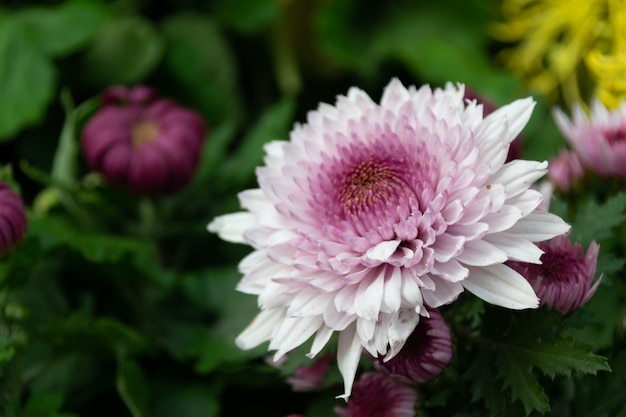 Cu gros chrysanthèmes roses dans le parc