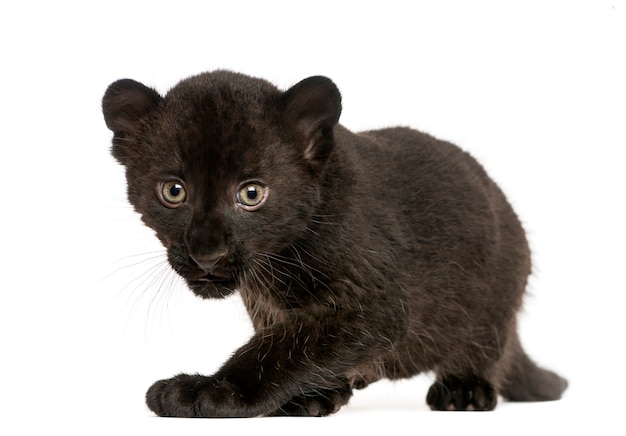 Cub léopard noir regardant et rôdant o isolé