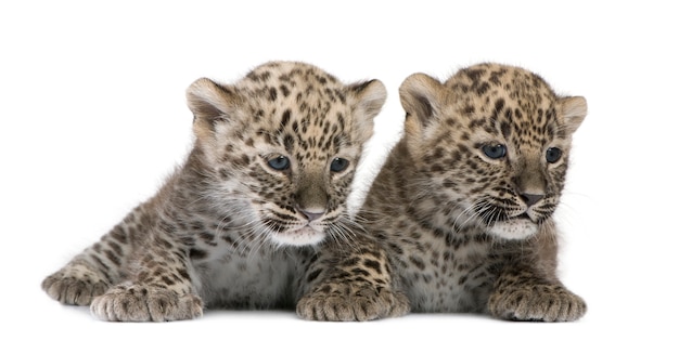 Cub léopard persan sur blanc isolé