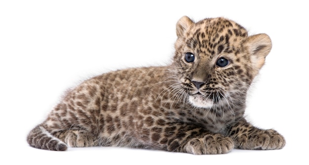 Cub léopard persan sur blanc isolé