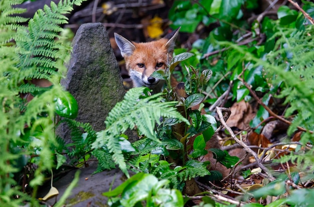 Cub renard juvénile posant dans le jardin