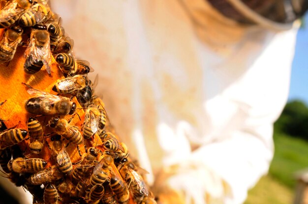 Photo cube de miel avec des abeilles à miel occidentales ou des abeilles au miel européennes - apis mellifera