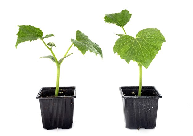 Cucumis melo devant le mur blanc