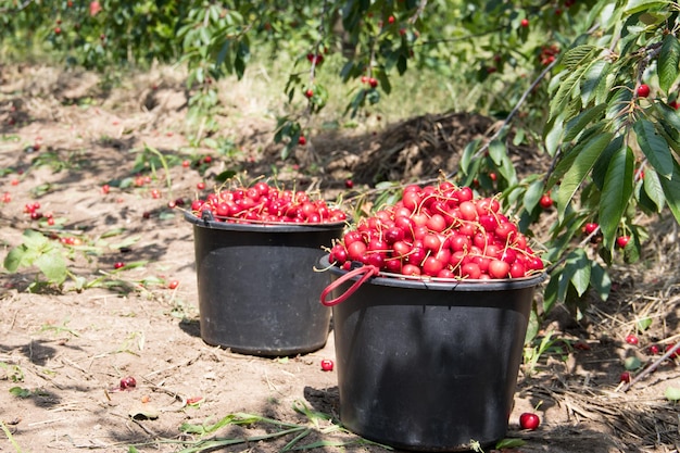 Cueillette des cerises dans le jardin Les caisses sont des cerises rouges fraîchement cueillies