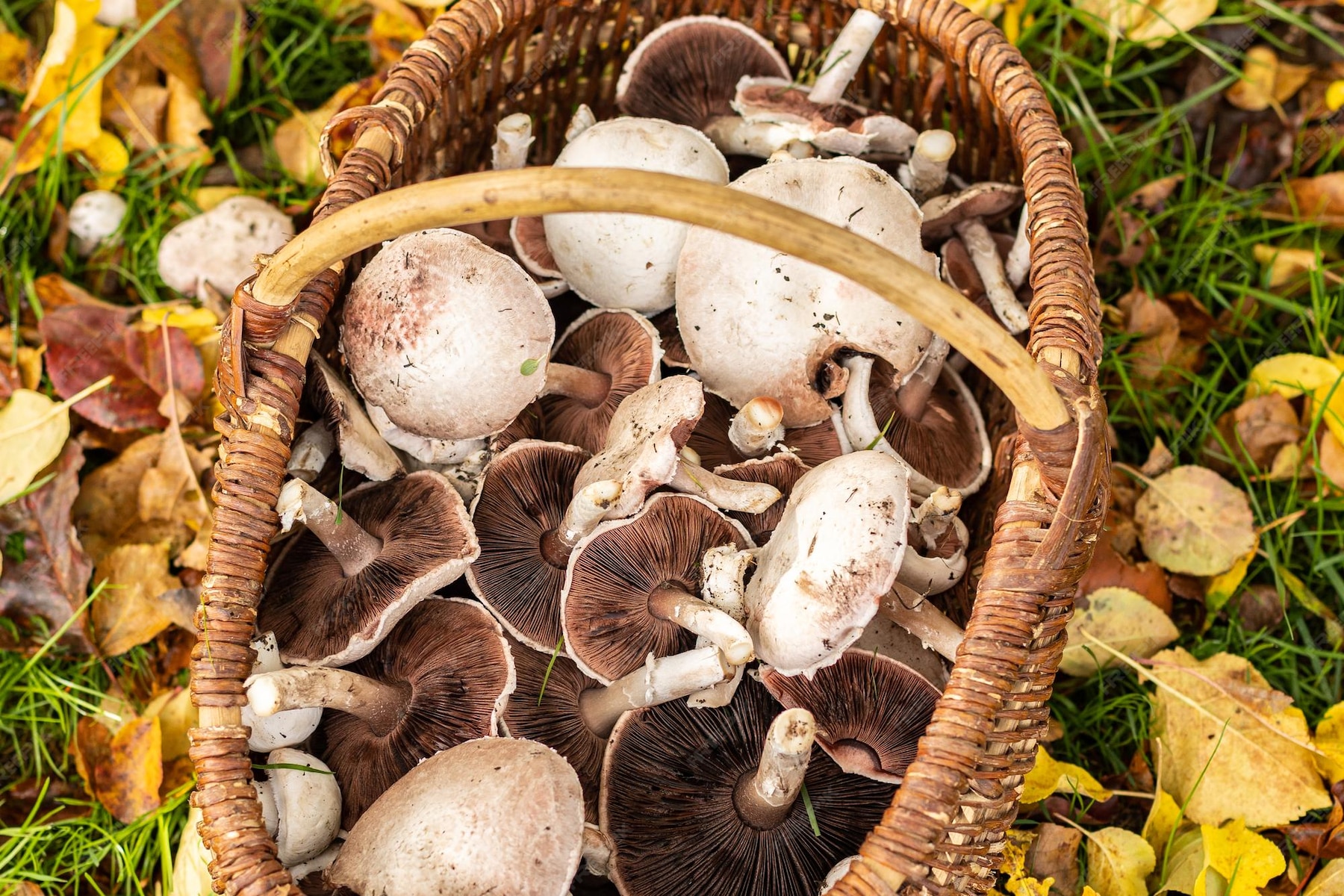 Cueillette de champignons sauvages blancs rose des prés ou agaricus