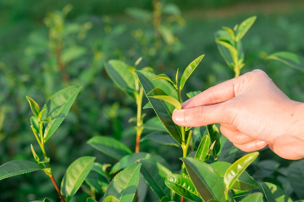 Cueillette de la feuille de thé vert à la main à la colline de plantation de thé
