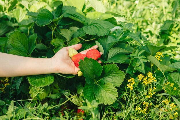 Cueillette de fraises à la ferme en gros plan