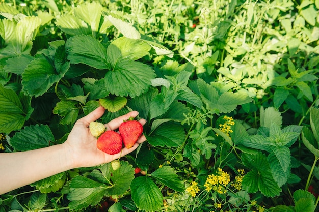 Cueillette de fraises à la ferme en gros plan